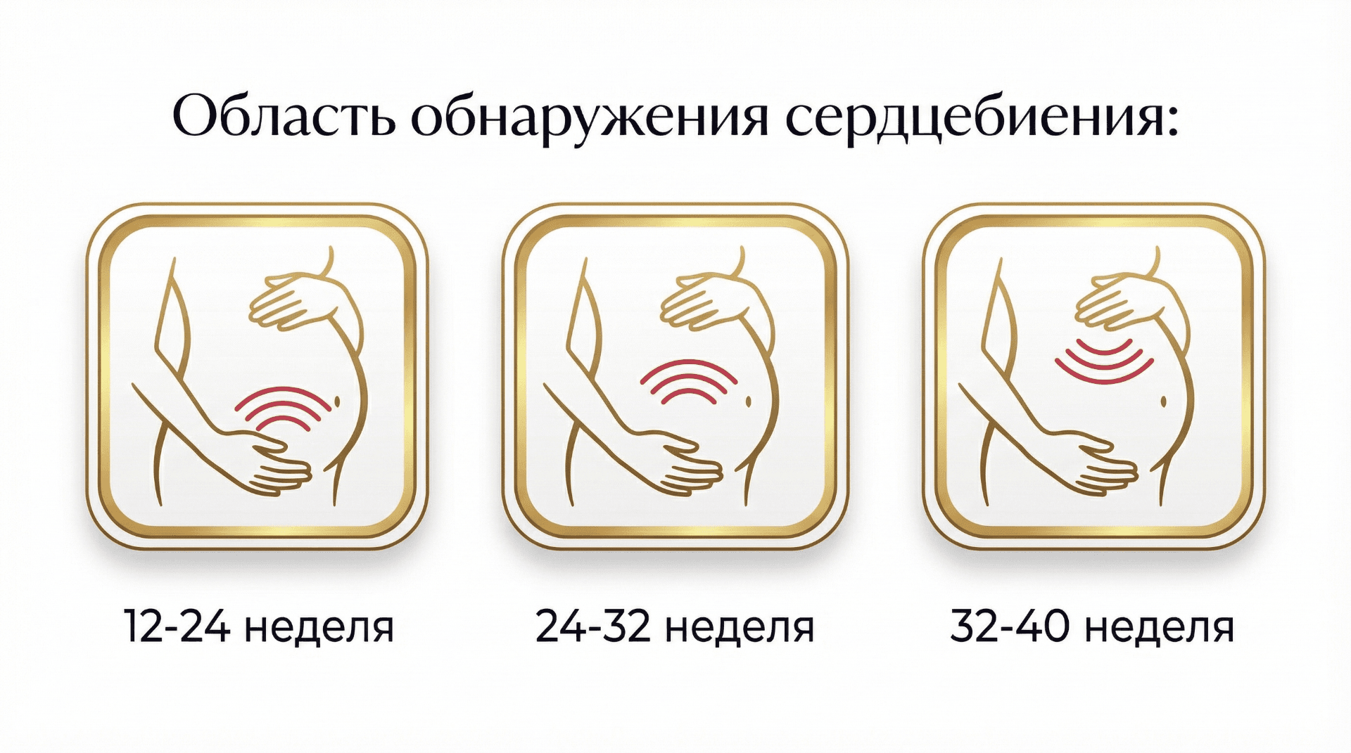 Область обнаружения сердцебиения: 12-24 неделя, 24-32 неделя, 32-40 неделя